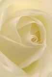 Drawn close to the heart of this cream-white rose, the image invites you to immerse yourself in its graceful spirals, as if cocooned within the petals on a tranquil morning in Dagenham. The texture is gentle and light, almost dew-touched, with each layer unfolding in matte ivory and the faintest hint of warmth at the core. Soft light filters across the rose, casting gentle shadows that add depth and quiet drama, much like first light across Old Dagenham Park. There is a pervasive, peaceful atmosphere, one that belongs to moments of deep reflection, sympathy, or new beginnings. The artistry of local florists is evident in the perfect arrangement-each petal thoughtfully placed, framing a bloom that symbolizes reverence, admiration, and hope for the days ahead. The scene hints at a subtle, sweet perfume and a calmness that lingers, appropriate for any heartfelt gesture delivered across Dagenham. This close, tender perspective not only captures the flower's elegance, but also the emotion and care with which each rose is selected for life's most meaningful moments in our community.